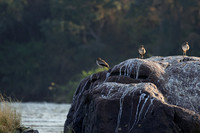 Water thicknees - Kariba