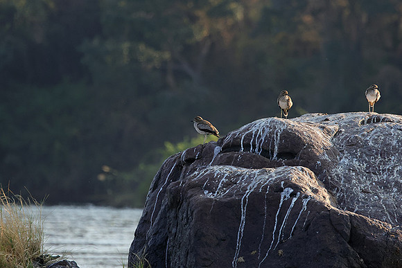 Water thicknees - Kariba