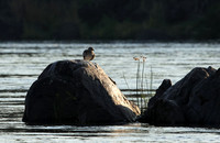 Water thicknees - Kariba