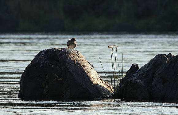 Water thicknees - Kariba