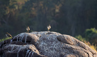 Water thicknees - Kariba