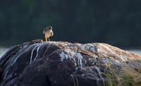 Water thicknees - Kariba