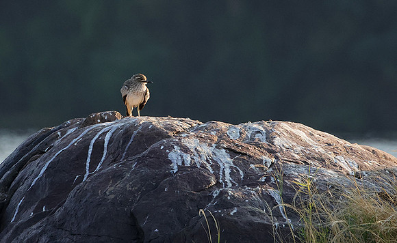 Water thicknees - Kariba