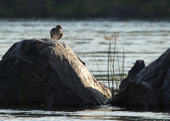 Water thicknees - Kariba