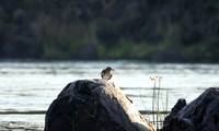 Water thicknees - Kariba