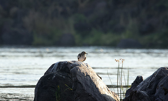 Water thicknees - Kariba