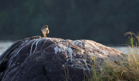 Water thicknees - Kariba