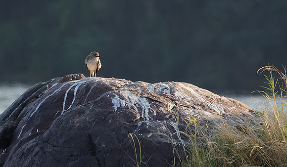 Water thicknees - Kariba