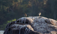 Water thicknees - Kariba