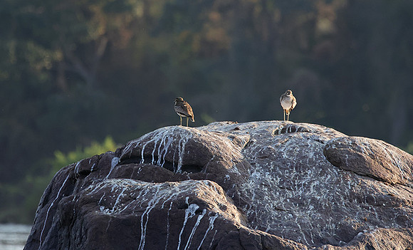 Water thicknees - Kariba