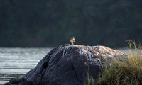 Water thicknees - Kariba