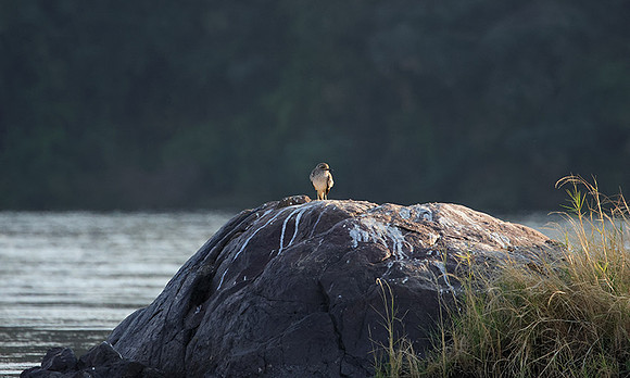 Water thicknees - Kariba