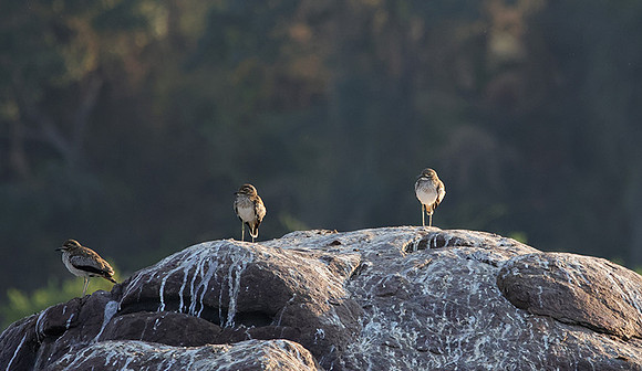 Water thicknees - Kariba
