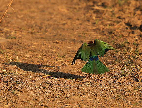 Whire-fronted bee eater - South Luangwa