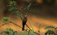 White-fronted bee-eater - Lower Zambezi