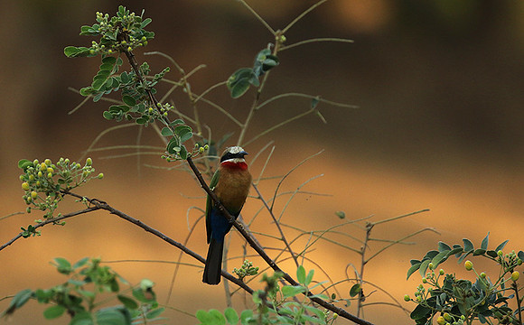 White-fronted bee-eater - Lower Zambezi