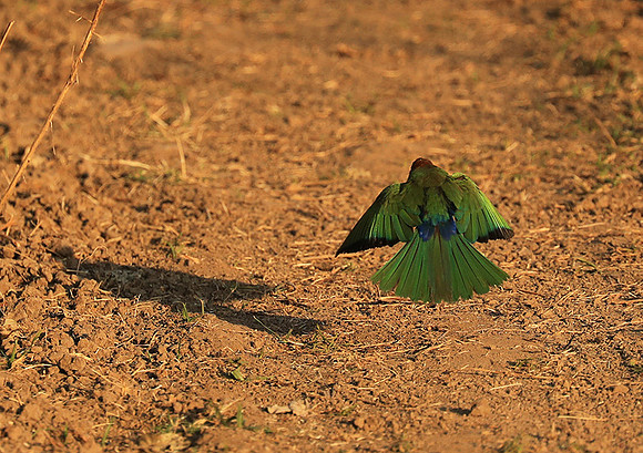 Whire-fronted bee eater - South Luangwa