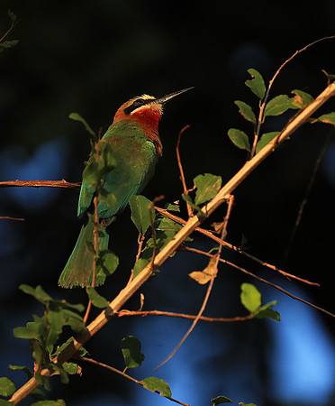 Whire-fronted bee eater - South Luangwa