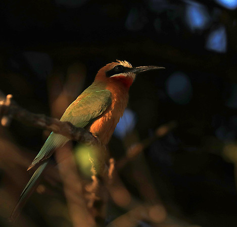 Whire-fronted bee eater - South Luangwa