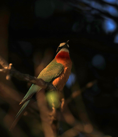 Whire-fronted bee eater - South Luangwa