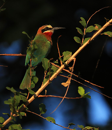 Whire-fronted bee eater - South Luangwa