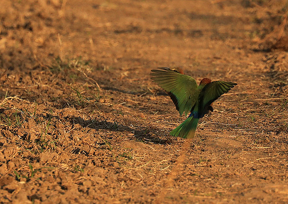 Whire-fronted bee eater - South Luangwa