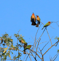 White-fronted bee eater - Lower Zambezi
