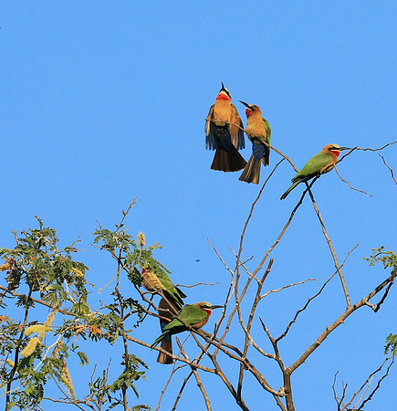 White-fronted bee eater - Lower Zambezi