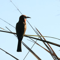 White-fronted bee eater - Lower Zambezi