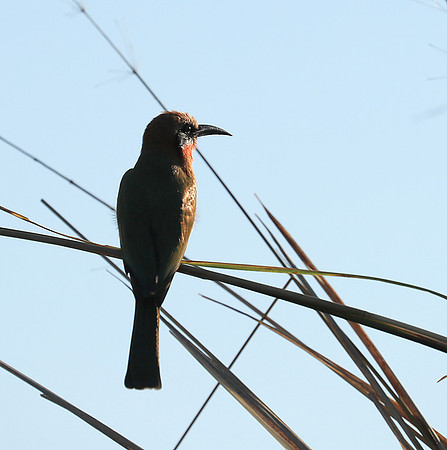White-fronted bee eater - Lower Zambezi