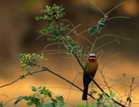 White-fronted bee-eater - Lower Zambezi