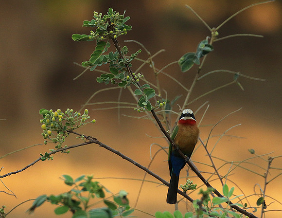 White-fronted bee-eater - Lower Zambezi