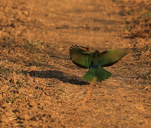 Whire-fronted bee eater - South Luangwa