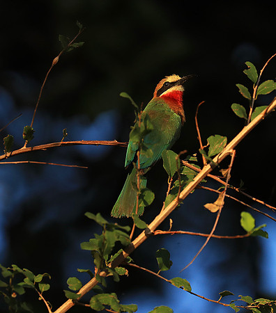 Whire-fronted bee eater - South Luangwa