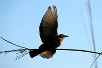 White-fronted bee eater - Lower Zambezi