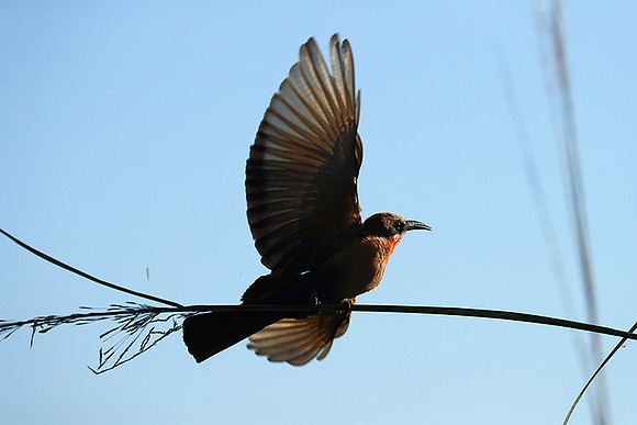White-fronted bee eater - Lower Zambezi