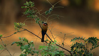 White-fronted bee-eater - Lower Zambezi