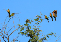 White-fronted bee eater - Lower Zambezi