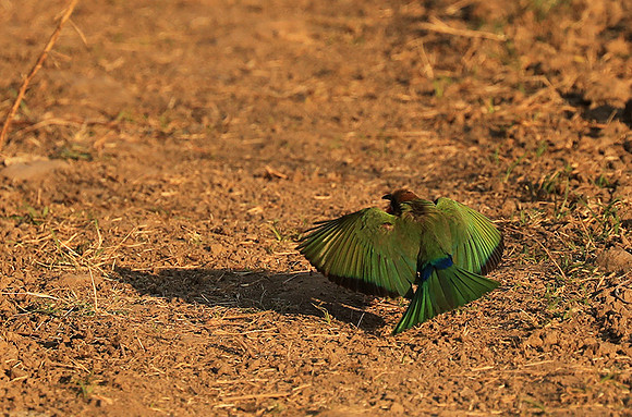 Whire-fronted bee eater - South Luangwa