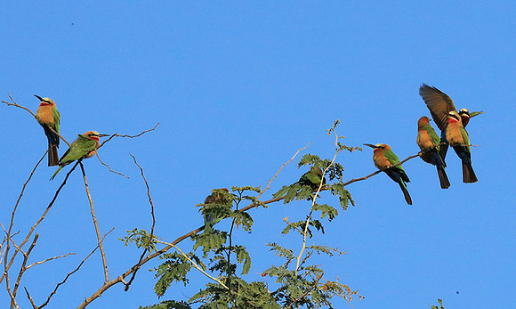 White-fronted bee eater - Lower Zambezi