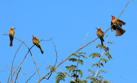 White-fronted bee eater - Lower Zambezi
