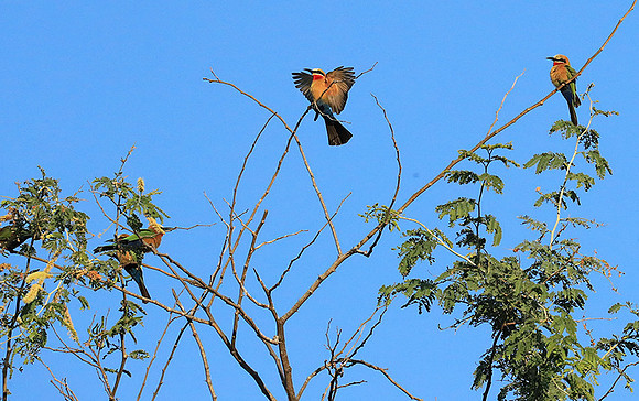 White-fronted bee eater - Lower Zambezi