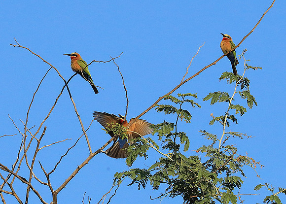 White-fronted bee eater - Lower Zambezi