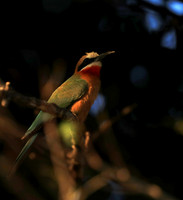 Bee-eaters