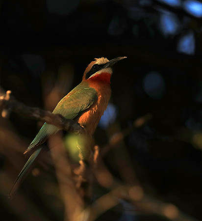 Whire-fronted bee eater - South Luangwa