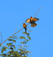 White-fronted bee eater - Lower Zambezi