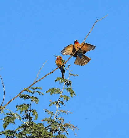 White-fronted bee eater - Lower Zambezi