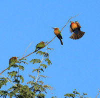 White-fronted bee eater - Lower Zambezi