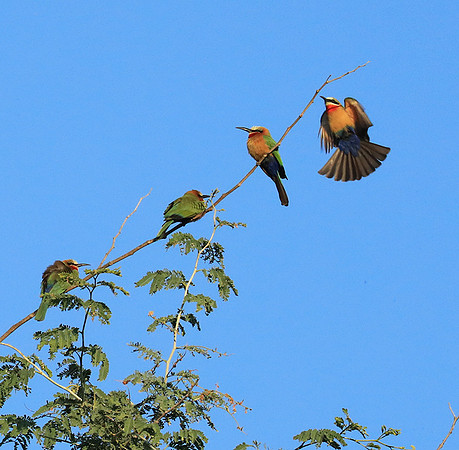 White-fronted bee eater - Lower Zambezi