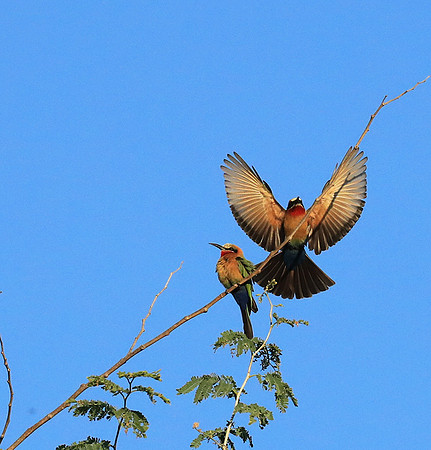 White-fronted bee eater - Lower Zambezi